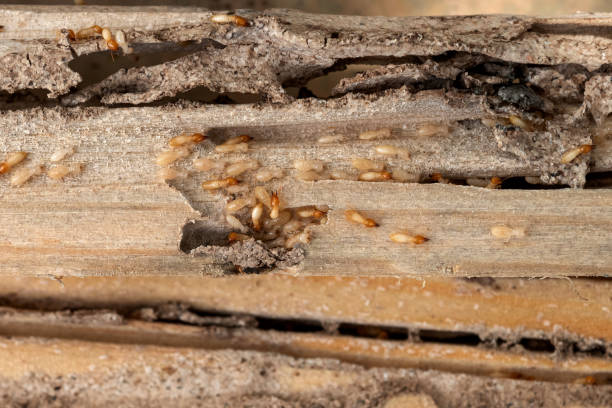 Trusted Wellington, KS Pest Control Experts